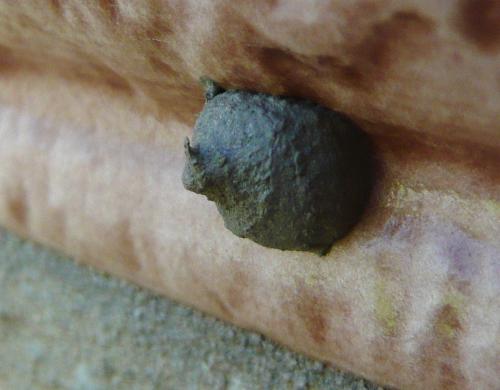 Réf. 264 473 : Eumenes sp.
